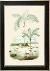 Rodrigues Palm, Antique Prints 001