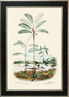 Rodrigues Palm, Antique Prints 002