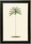 Rodrigues Palm, Antique Prints 003