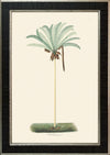 Rodrigues Palm, Antique Prints 004