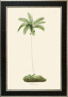 Rodrigues Palm, Antique Prints 005
