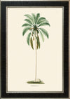 Rodrigues Palm, Antique Prints 006