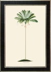 Rodrigues Palm, Antique Prints 007
