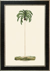 Rodrigues Palm, Antique Prints 008
