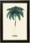 Rodrigues Palm, Antique Prints 009