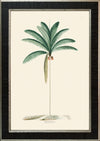 Rodrigues Palm, Antique Prints 010