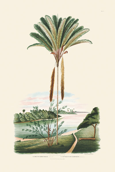Rodrigues Palm, Antique Prints 011