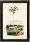 Rodrigues Palm, Antique Prints 012