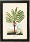 Rodrigues Palm, Antique Prints 013