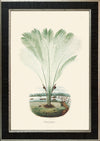Rodrigues Palm, Antique Prints 014