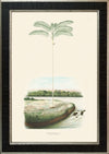 Rodrigues Palm, Antique Prints 015