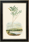 Rodrigues Palm, Antique Prints 016