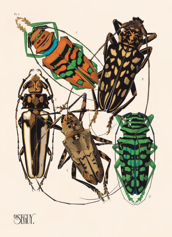 Seguy Bugs