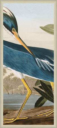 Audubon's Louisiana Heron Triptych in Silver Moulding