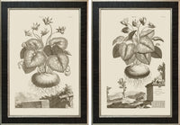 Pair of Munting Botanicals