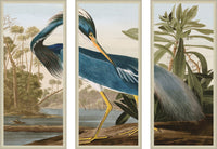 Blue Louisiana Heron Triptych