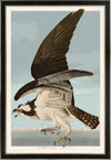 Osprey NO FISH 081 Print in Black Veneer With Silver Edge Moulding, After Audubon