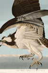 Osprey NO FISH 081 Print in Black Veneer With Silver Edge Moulding, After Audubon