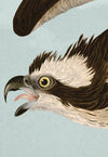 Osprey NO FISH 081 Print in Black Veneer With Silver Edge Moulding, After Audubon