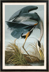 Great Blue Heron Moblue 211 Print in Black Veneer With Silver Edge Moulding, After Audubon