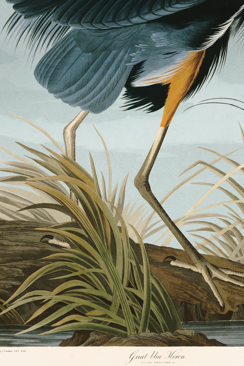 Great Blue Heron Moblue 211 Print in Black Veneer With Silver Edge Moulding, After Audubon