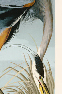 Great Blue Heron Moblue 211 Print in Black Veneer With Silver Edge Moulding, After Audubon