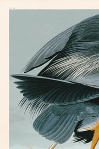 Great Blue Heron Moblue 211 Print in Black Veneer With Silver Edge Moulding, After Audubon