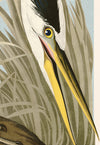 Great Blue Heron Moblue 211 Print in Black Veneer With Silver Edge Moulding, After Audubon