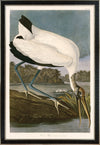 Wood Ibis 216  Print in Black Veneer With Silver Edge Moulding, After Audubon