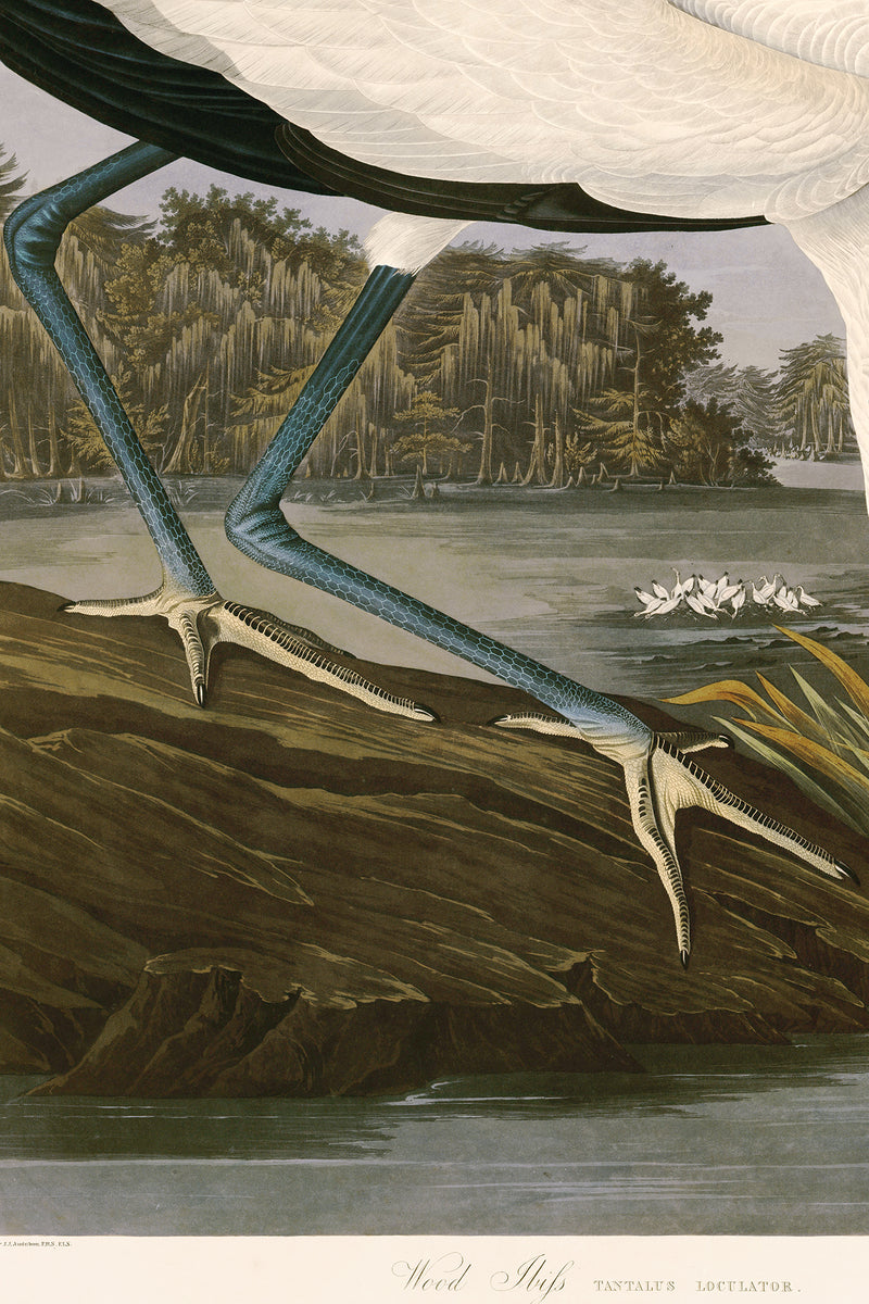 Wood Ibis 216  Print in Black Veneer With Silver Edge Moulding, After Audubon