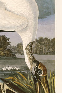 Wood Ibis 216  Print in Black Veneer With Silver Edge Moulding, After Audubon