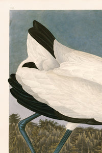 Wood Ibis 216  Print in Black Veneer With Silver Edge Moulding, After Audubon