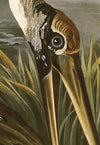 Wood Ibis 216  Print in Black Veneer With Silver Edge Moulding, After Audubon