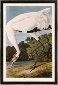 Hooping Crane 226 Print in Black Veneer With Silver Edge Moulding, After Audubon