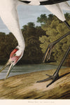 Hooping Crane 226 Print in Black Veneer With Silver Edge Moulding, After Audubon