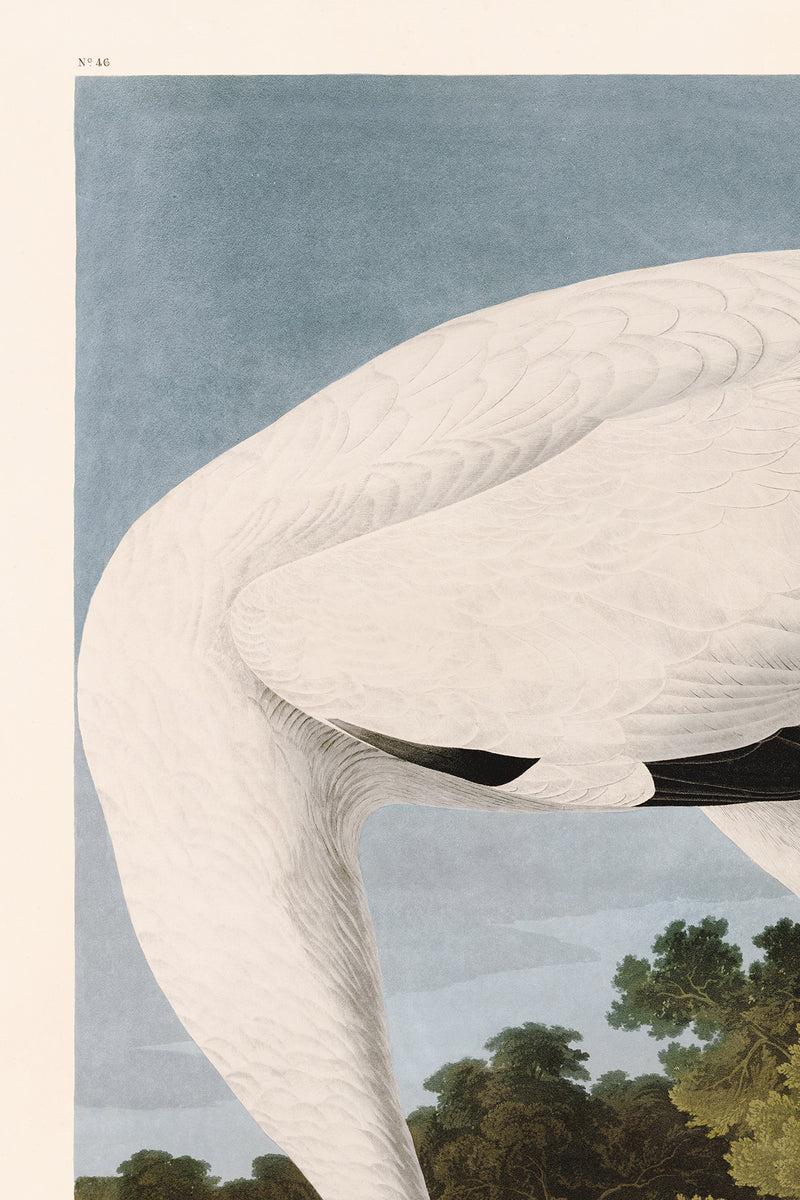 Hooping Crane 226 Print in Black Veneer With Silver Edge Moulding, After Audubon