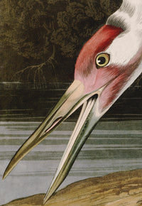 Hooping Crane 226 Print in Black Veneer With Silver Edge Moulding, After Audubon