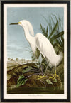 Snowy Heron reversed MoBlue 242 Print in Black Veneer With Silver Edge Moulding, After Audubon