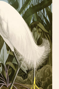 Snowy Heron reversed MoBlue 242 Print in Black Veneer With Silver Edge Moulding, After Audubon