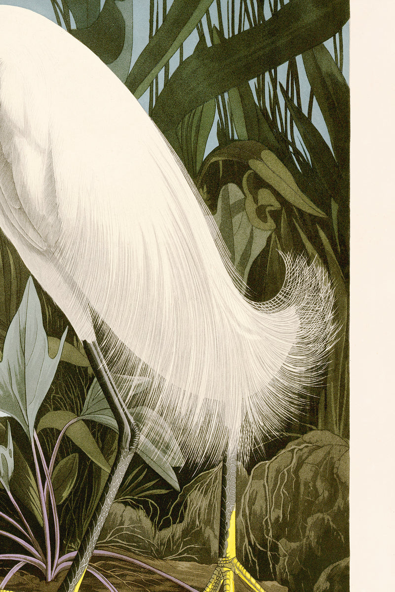 Snowy Heron reversed MoBlue 242 Print in Black Veneer With Silver Edge Moulding, After Audubon