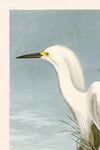 Snowy Heron reversed MoBlue 242 Print in Black Veneer With Silver Edge Moulding, After Audubon