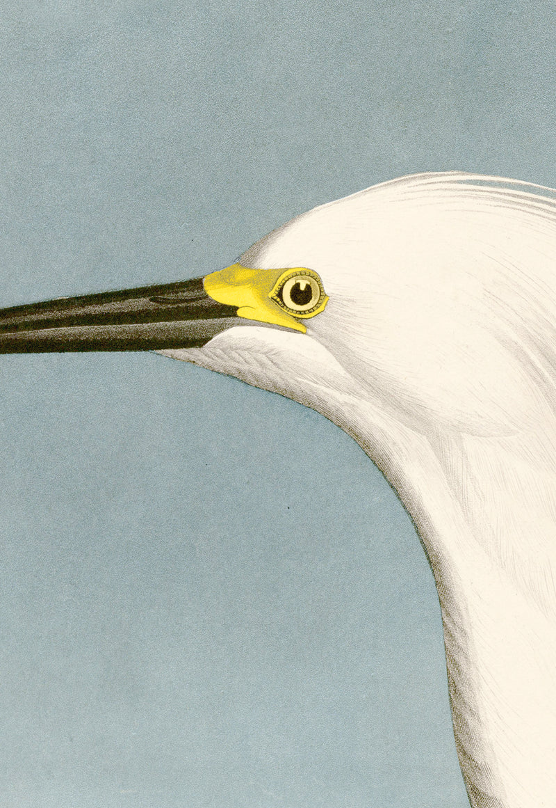 Snowy Heron reversed MoBlue 242 Print in Black Veneer With Silver Edge Moulding, After Audubon