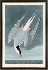 Artic Tern Print in Black Veneer With Silver Edge Moulding, After Audubon