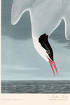 Artic Tern Print in Black Veneer With Silver Edge Moulding, After Audubon