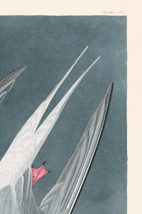 Artic Tern Print in Black Veneer With Silver Edge Moulding, After Audubon