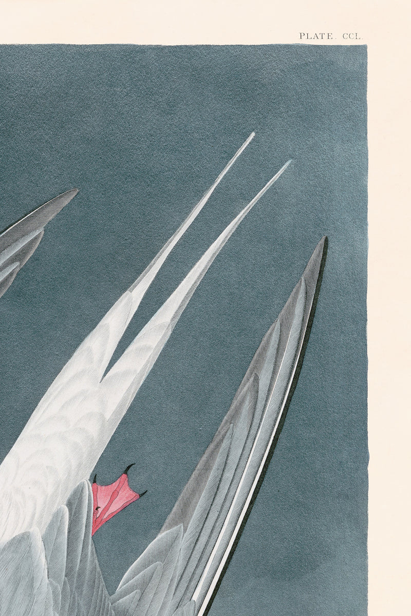 Artic Tern Print in Black Veneer With Silver Edge Moulding, After Audubon