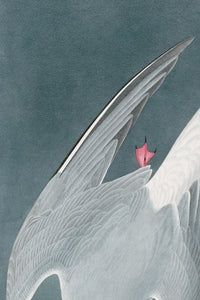 Artic Tern Print in Black Veneer With Silver Edge Moulding, After Audubon