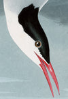 Artic Tern Print in Black Veneer With Silver Edge Moulding, After Audubon