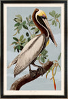 Brown Pelican bluesky 251 Print in Black Veneer With Silver Edge Moulding, After Audubon