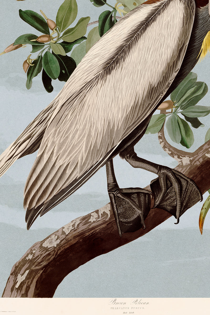 Brown Pelican bluesky 251 Print in Black Veneer With Silver Edge Moulding, After Audubon